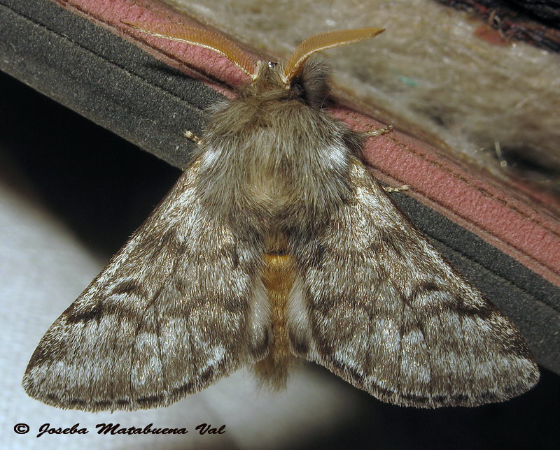 Thaumetopoea pityocampa - Notodontinae